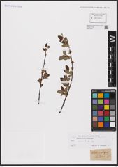 Foto von Salix aurita L.